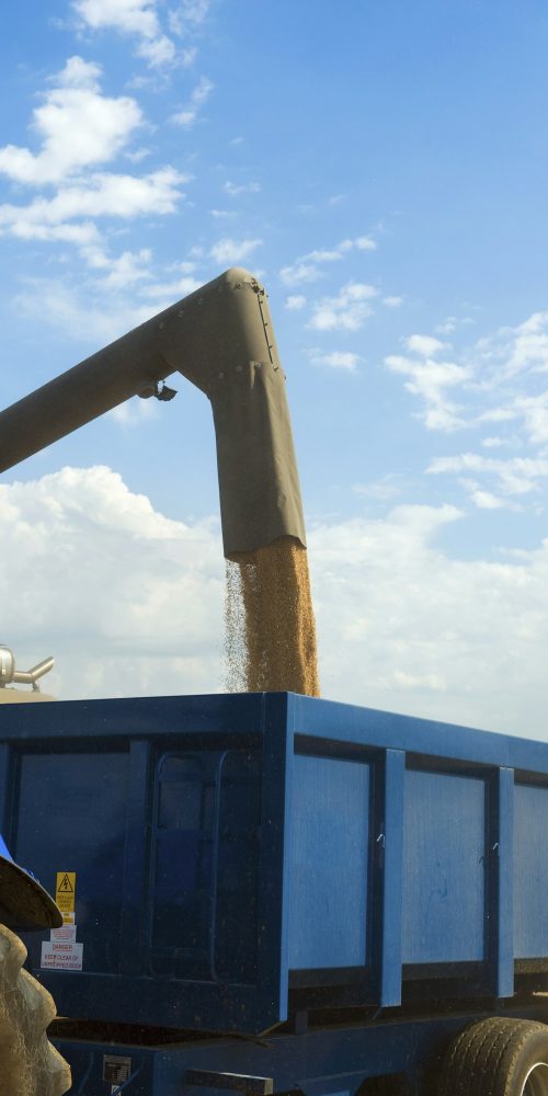 Harvested grain being loaded onto a trailer on a farm.
