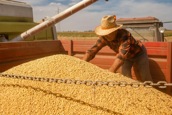 Senior farmer in tractor trailer supervises the soybean harvest.